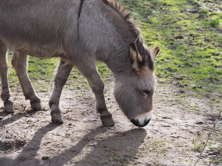 Lens Polder Petting zoo in Newport (Belgium)